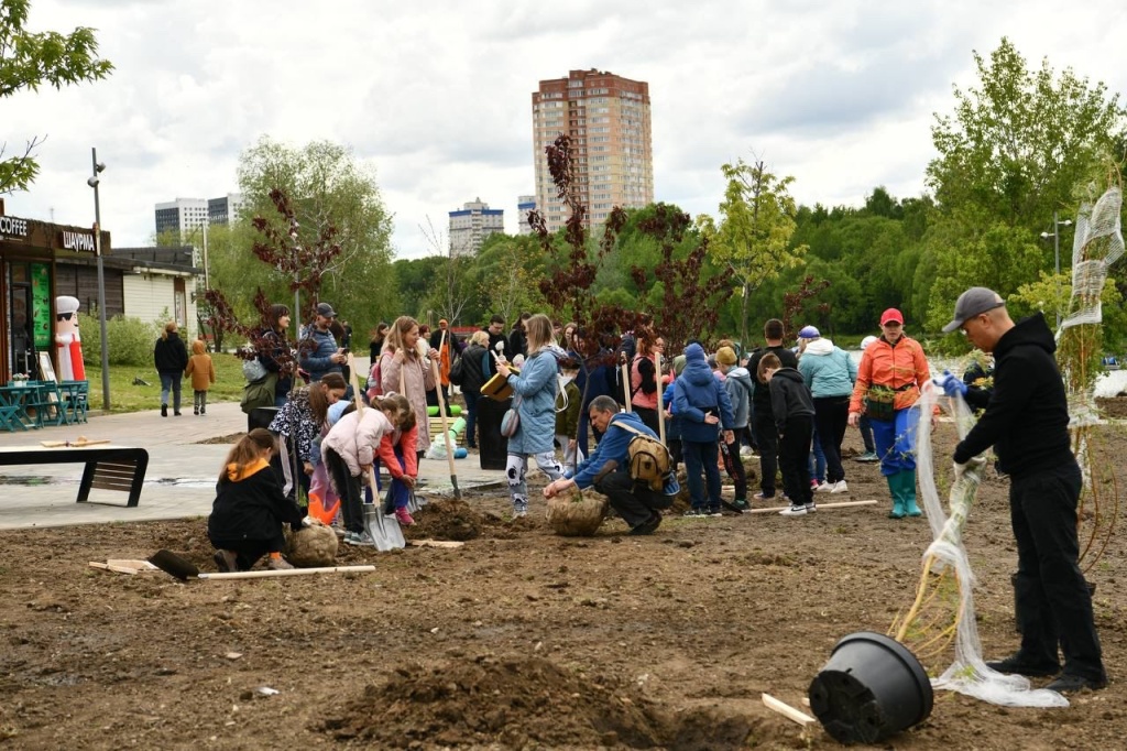 Зелёное обновление набережной Серебрянки: 95 новых деревьев украсили любимое место отдыха жителей подмосковного Пушкино
