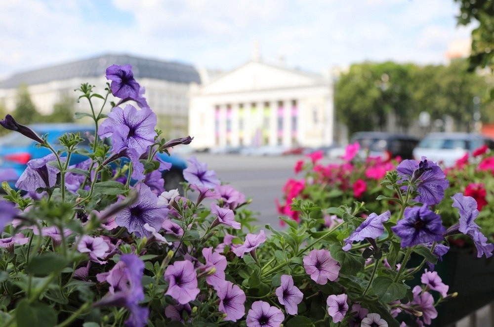 Летом в Воронеже городские клумбы украсят более 34 тысяч однолетников