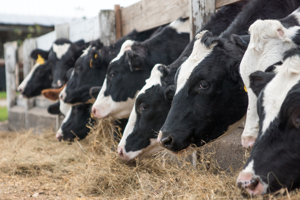В Родниковском районе Ивановской области строят животноводческий комплекс почти на 1500 голов крупного рогатого скота